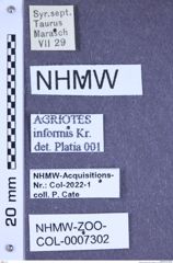 Etiketten zu Agriotes informis (Schwarz, 1891) (NHMW-ZOO-COL-0007302)